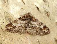 70.263 BF1939 Ringed Carpet Cleora cinctaria