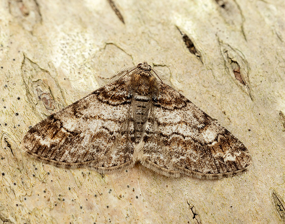 70.263 BF1939 Ringed Carpet Cleora cinctaria