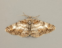 70.263 BF1939 Ringed Carpet Cleora cinctaria