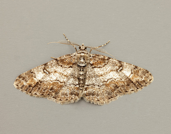 70.263 BF1939 Ringed Carpet Cleora cinctaria