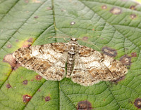 70.263 BF1939 Ringed Carpet Cleora cinctaria