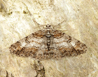 70.263 BF1939 Ringed Carpet Cleora cinctaria
