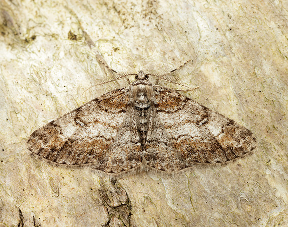 70.263 BF1939 Ringed Carpet Cleora cinctaria