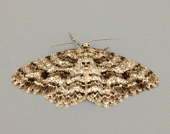 70.270 BF1947 Engrailed Ectropis crepuscularia