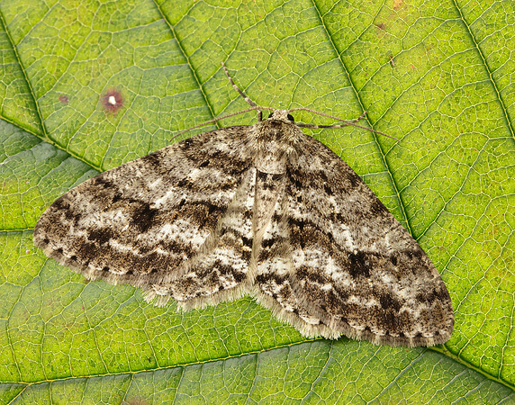 70.270 BF1947 Engrailed Ectropis crepuscularia