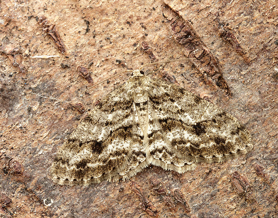 70.270 BF1947 Engrailed Ectropis crepuscularia