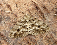 70.270 BF1947 Engrailed Ectropis crepuscularia