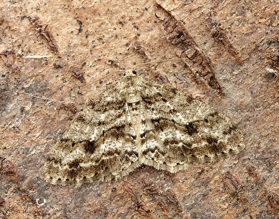 70.270 BF1947 Engrailed Ectropis crepuscularia