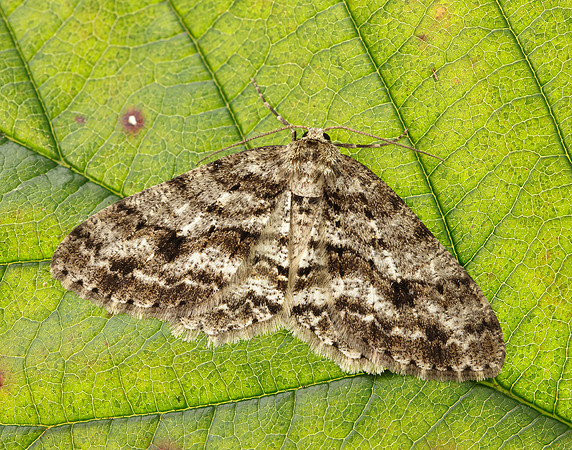 70.270 BF1947 Engrailed Ectropis crepuscularia