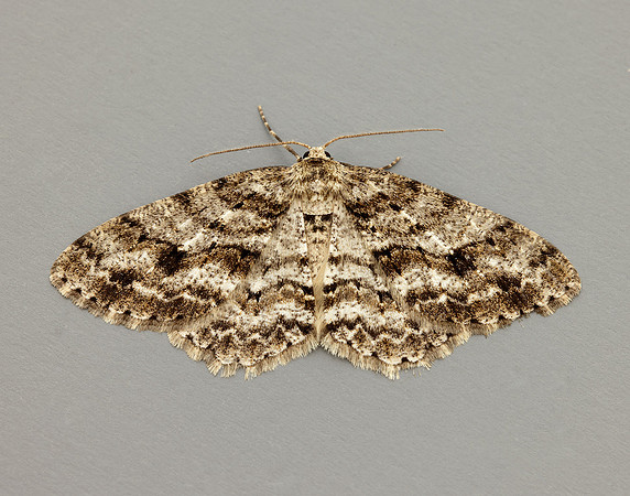 70.270 BF1947 Engrailed Ectropis crepuscularia