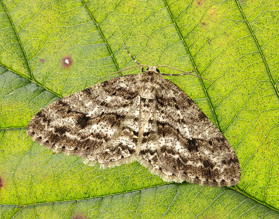 70.270 BF1947 Engrailed Ectropis crepuscularia