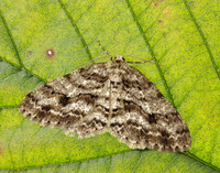 70.270 BF1947 Engrailed Ectropis crepuscularia