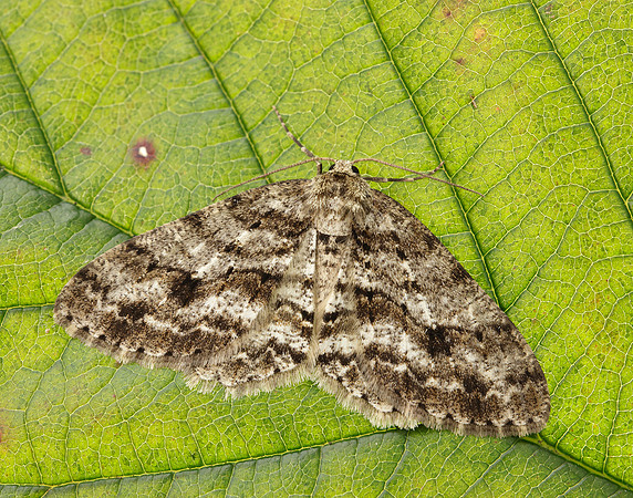 70.270 BF1947 Engrailed Ectropis crepuscularia