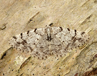 70.274 BF1951 Grey Birch Aethalura punctulata