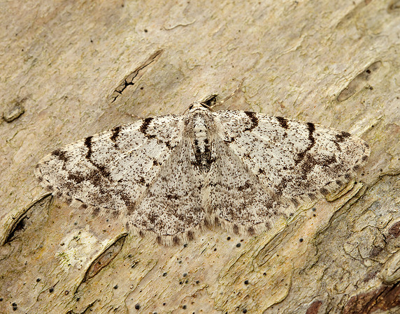 70.274 BF1951 Grey Birch Aethalura punctulata