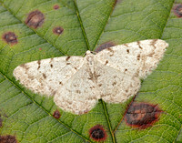 70.274 BF1951 Grey Birch Aethalura punctulata