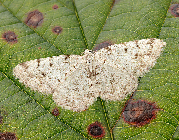 70.274 BF1951 Grey Birch Aethalura punctulata