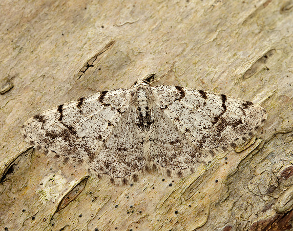 70.274 BF1951 Grey Birch Aethalura punctulata
