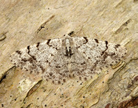 70.274 BF1951 Grey Birch Aethalura punctulata