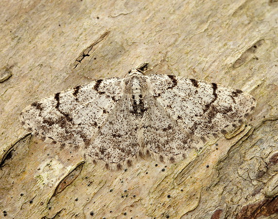 70.274 BF1951 Grey Birch Aethalura punctulata