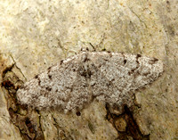 70.274 BF1951 Grey Birch Aethalura punctulata