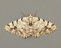 70.274 BF1951 Grey Birch Aethalura punctulata