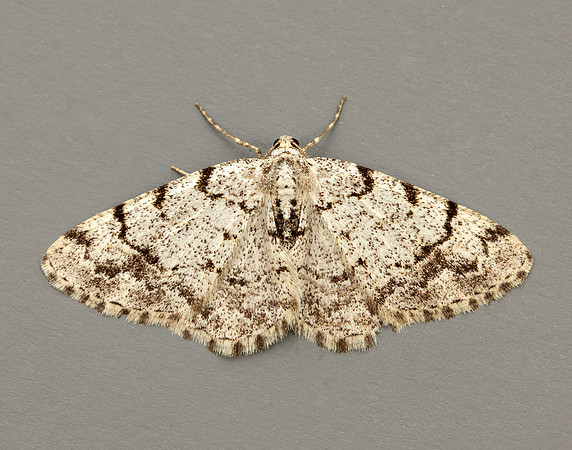 70.274 BF1951 Grey Birch Aethalura punctulata