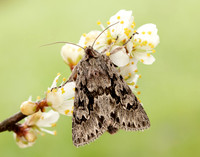 73.069 BF2243 Early Grey Xylocampa areola