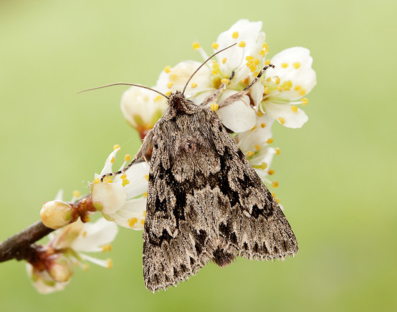 73.069 BF2243 Early Grey Xylocampa areola