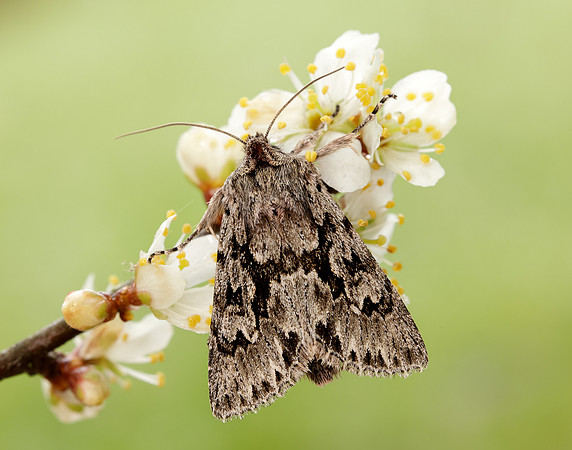 73.069 BF2243 Early Grey Xylocampa areola