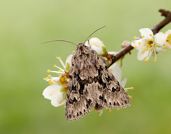 73.069 BF2243 Early Grey Xylocampa areola