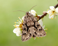 73.069 BF2243 Early Grey Xylocampa areola