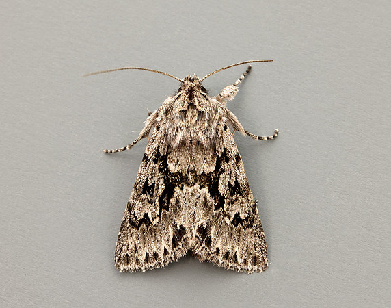 73.069 BF2243 Early Grey Xylocampa areola
