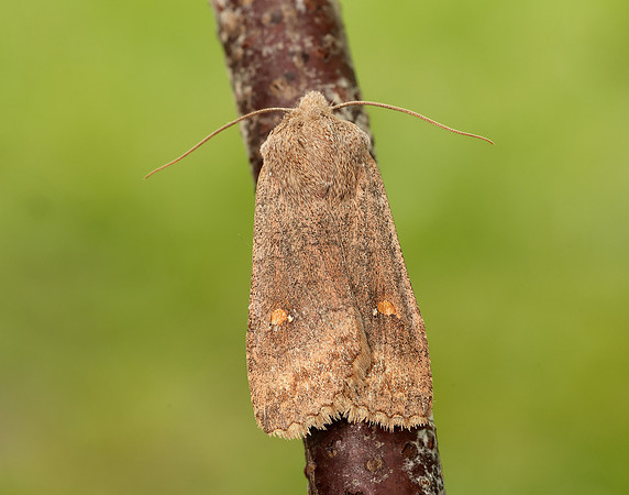 73.210 BF2256 Satellite Eupsilia transversa