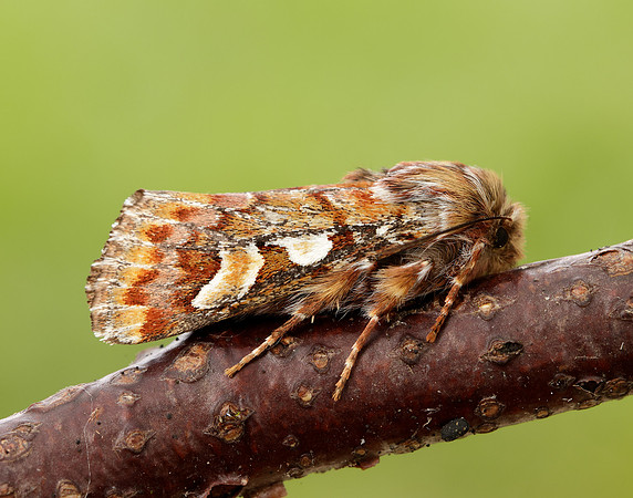 73.241 BF2179 Pine Beauty Panolis flammea