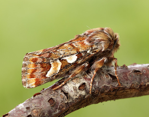 73.241 BF2179 Pine Beauty Panolis flammea