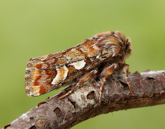 73.241 BF2179 Pine Beauty Panolis flammea