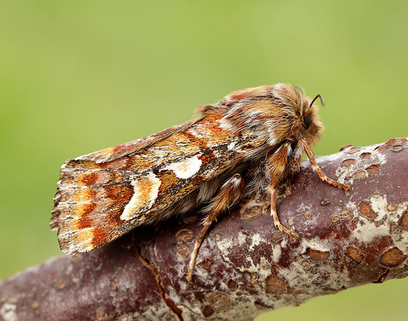 73.241 BF2179 Pine Beauty Panolis flammea