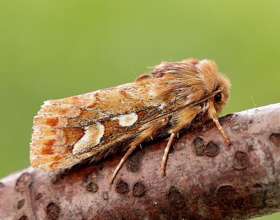 73.241 BF2179 Pine Beauty Panolis flammea