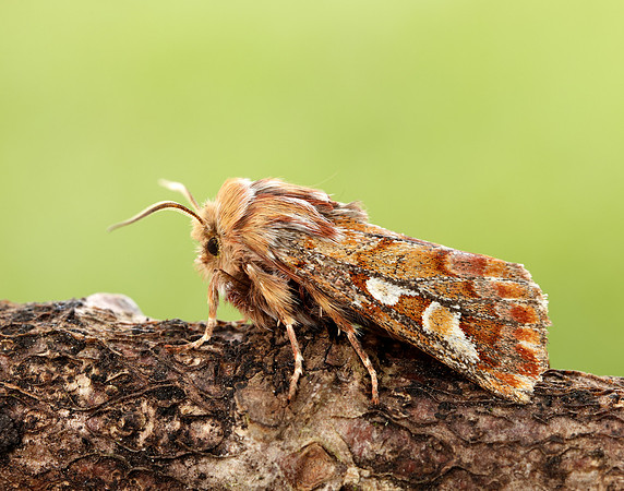 73.241 BF2179 Pine Beauty Panolis flammea