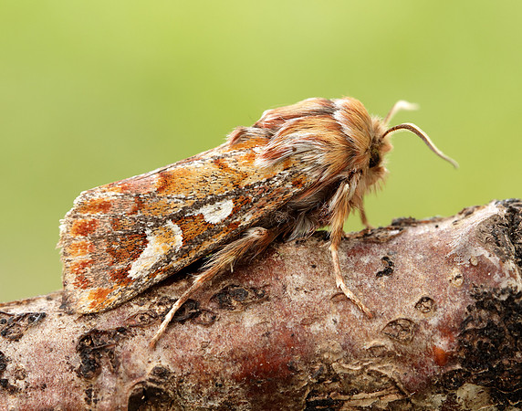 73.241 BF2179 Pine Beauty Panolis flammea
