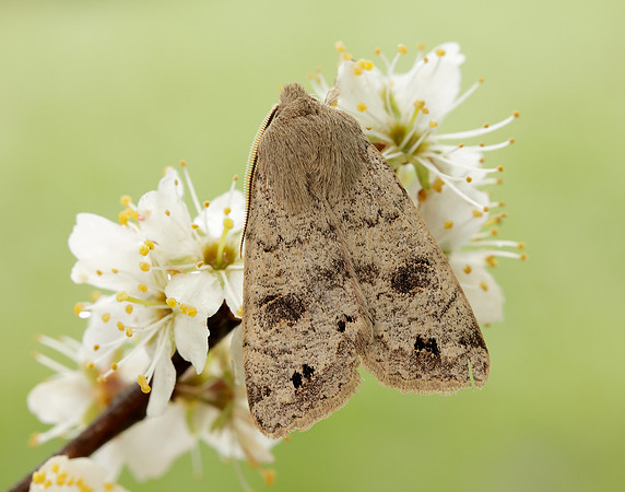 73.250 BF2189 Twin-spotted Quaker Anorthoa munda