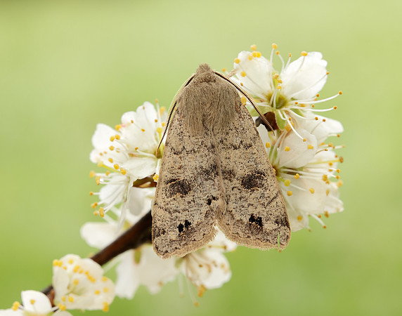 73.250 BF2189 Twin-spotted Quaker Anorthoa munda