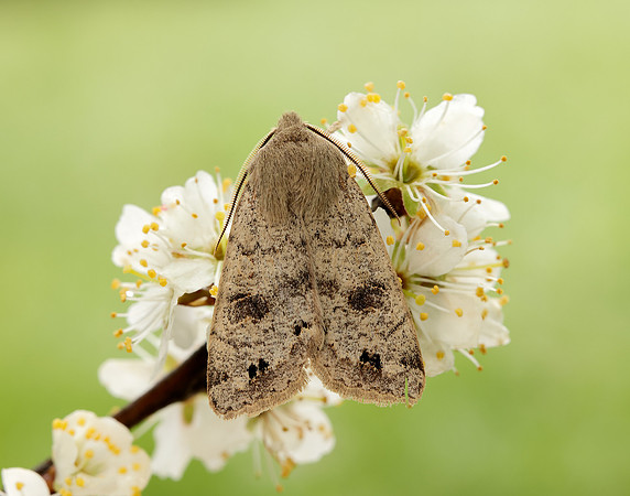 73.250 BF2189 Twin-spotted Quaker Anorthoa munda