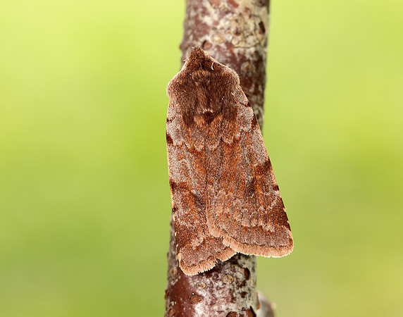 73.336 BF2139 Red Chestnut Cerastis rubricosa