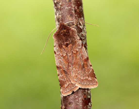 73.336 BF2139 Red Chestnut Cerastis rubricosa