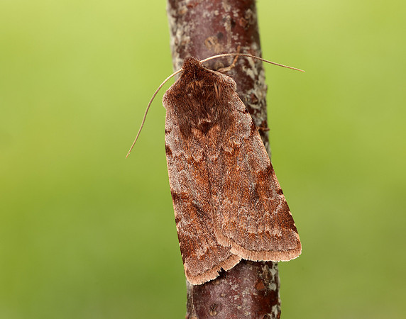73.336 BF2139 Red Chestnut Cerastis rubricosa