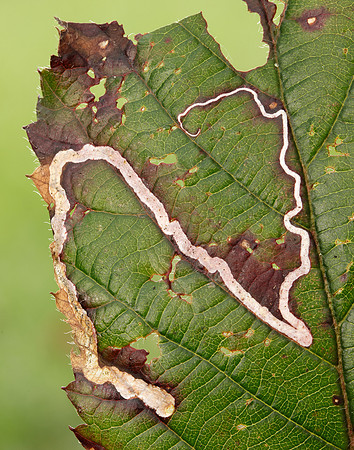 4.045 BF50 Stigmella aurella