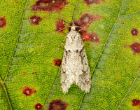 29.001 BF663 Diurnea fagella