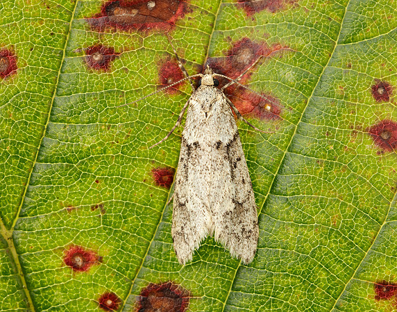 29.001 BF663 Diurnea fagella